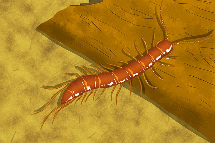 A graphic of a centipede, part of the myriapod group, commonly having more than twenty legs